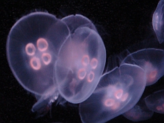 102 Toledo Zoo Light Show [2008 Dec 27]